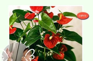 红掌养殖指南（选择最适合红掌的养殖方式，关键在于了解它的生态需求。）