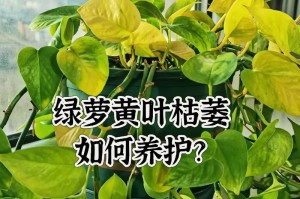 绿萝能浇牛奶？揭开神秘面纱（解密浇牛奶对绿萝的影响，为你的绿萝健康把关）