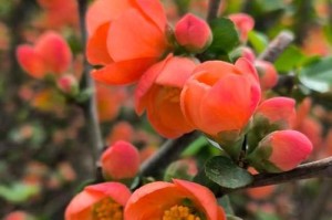 海棠花不开花的原因（揭秘海棠花不开花的七大原因与解决方法）