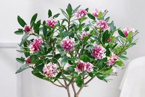 瑞香花——香气扑鼻的美丽代表（探秘瑞香花语，了解其代表的意义）