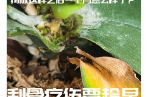 蝴蝶兰黄叶病的治疗措施（掌握关键技巧，帮助蝴蝶兰恢复健康）