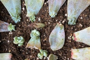 多肉叶片怎样催芽？（简单易行的方法让多肉叶片发芽）