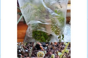 厥类植物的养护指南（打造绿色植物天堂，享受恬静生活）