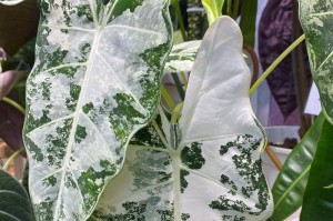 以竹节海棠栽培土壤为主题的文章（探索竹节海棠的最佳生长土壤配方）