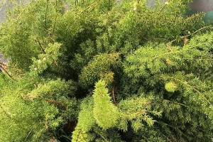 探秘灌木——生态环境中的多功能植物