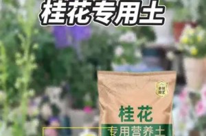 如何正确地换盆换土养护桂花（让你的桂花常青常美）