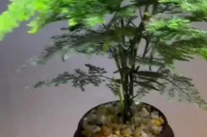 室内盆栽文竹的养殖指南（打造清新室内环境的绿色秘笈）