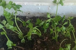 芹菜苗养殖全攻略（从种植到收获，掌握养殖技巧）