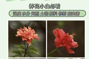 以扶桑花为主题的养殖与剪枝技巧（掌握扶桑花的养殖要点，成就美丽花坛）