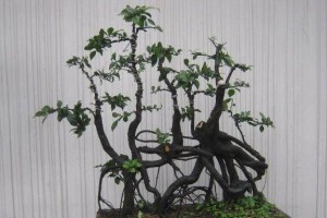 如何选择适合金弹子种植的土壤（金弹子种植技巧，选择土壤关键）