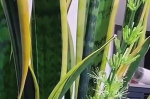 虎皮兰的浇水方法与注意事项（营养水分的科学补给，让虎皮兰茁壮成长）