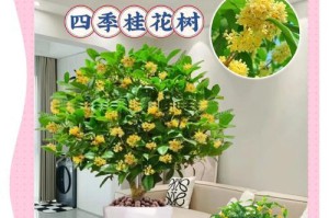 四季桂叶片受冻的养护方法（保护四季桂叶片免受冻害，让其健康茁壮）