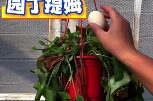 绿萝叶子发黄发蔫变黑的原因及解决方法（探寻绿萝叶子变色的原因，提供有效的护理方法）