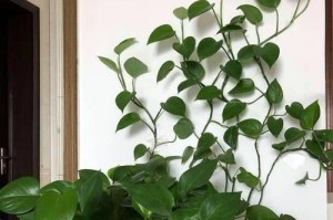 绿萝的养殖与管理（水养方法及注意事项）