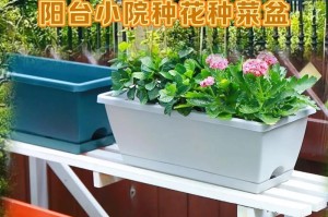 阳台种植柏树的养护技巧（阳台放置位置、浇水方法、施肥技巧等）