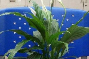 白掌如何安全越冬（越冬养护方法，让你的白掌安全过冬）