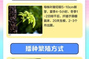 以元宝花浇水的正确方法（掌握关键技巧，让元宝花健康茁壮）