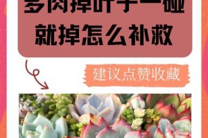 家庭养花掉叶子怎么办？（解决家庭养花掉叶子问题的简易方法）