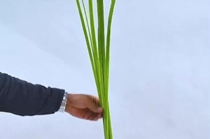 插花艺术（让插花更稳固、更美观的方法与实践）