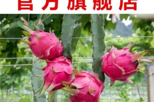 火龙果的生长周期（探究火龙果的生长时间及其影响因素）