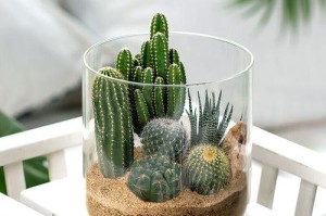 仙人球植物的培养与养护（打造绿色家居的最佳选择）