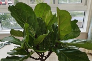 以琴叶榕施肥方法与注意事项（为您解答琴叶榕施肥的步骤和技巧）