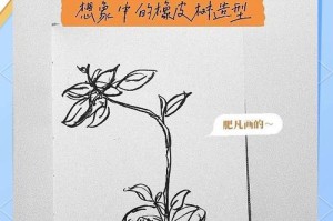 橡皮树僵苗不长的原因及补救措施