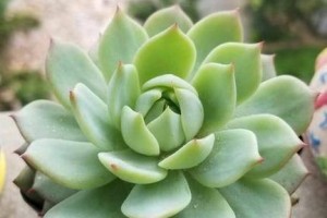 多肉植物的雌花和雄花分辨方法（识别多肉植物中的雌花和雄花，养护需知）