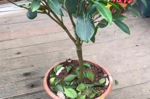茶花叶发软了怎么办（教你恢复茶花叶的方法和技巧）