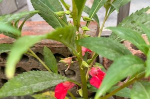 凤仙花开花后的管理与护理（打理凤仙花盆栽的技巧与方法）