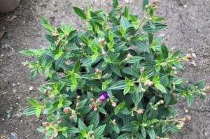 巧克力花园之美——浇水技巧分享（学会这些方法，轻松让你的巴西野牡丹蓬勃生长）