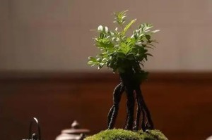 如何救治受损小叶紫檀树干（有效方法及关键注意事项）