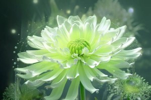 菊花叶子形状的奥秘（揭秘菊花叶子形态的背后故事）