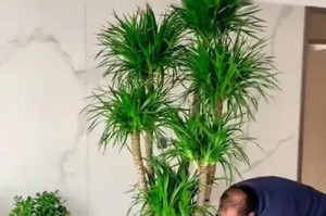 龙血树换盆后叶子发黄干枯的解决方法（教你一招，拯救龙血树的黄叶困扰）