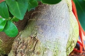 如何清洗盆栽榕树的叶子（保持盆栽榕树叶子清洁，提高光合作用效果）