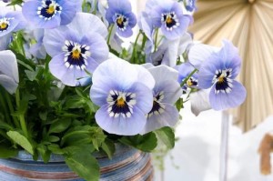 春季菊花苗虫害防治攻略（打造健康绽放的春季菊花园）