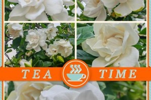 如何防止栀子花变黄？（栀子花养护技巧分享）
