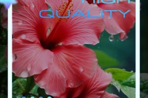 如何正确保养芙蓉花（让你的芙蓉花健康美丽）