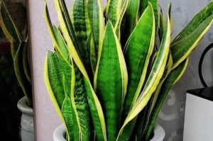 以橡皮兰怎么养（打造繁茂健康的室内植物园）