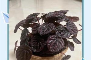 探秘紫叶椒草的特点与用途（紫叶椒草的生长环境、叶色变化、烹饪用途及药用价值）