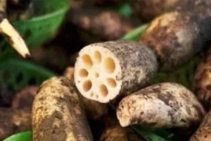 藕的生长环境与适宜种植的条件（探究藕在哪里生长，看看它最爱的土地和环境）