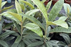 15种适合各种气候环境的花卉（15种适合各种气候环境的花卉）