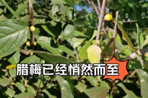 如何正确移植腊梅花树（移植腊梅花树的步骤与注意事项）