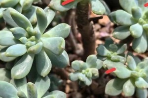 多肉为何会发软掉叶？（探寻多肉植物失去叶子的原因与解决方法）