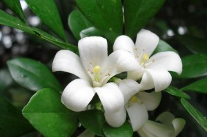 夏季如何养护九里香？（打造繁花似锦的夏日花园）