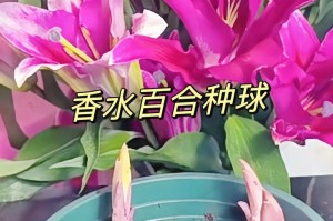 香水百合根茎的养殖技巧（打造香气四溢的花园——培育和护理香水百合根茎）