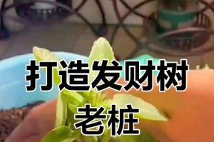 发财树修剪指南（打造健康繁茂的发财树，让财运滚滚而来）