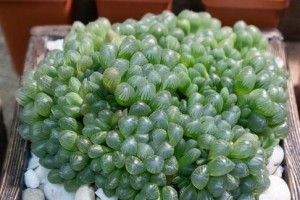 以冰灯玉露没有根怎么养？（探秘冰灯玉露的养殖技巧与方法）