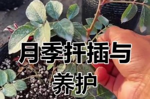 如何让月季牙签苗长粗（培养健康的月季牙签苗的关键要点）