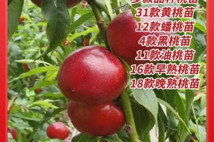 如何选择最佳种植时间——让你的桃子丰收的秘密（桃子种植的技巧和经验分享，让你轻松享受丰收）